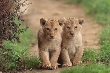 lion cub