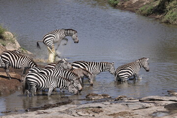 zebra and croco