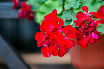 Vibrant close-up of red geranium flowers with lush green leaves, showcasing the delicate petals and vivid colors of the garden blooms. Copy space