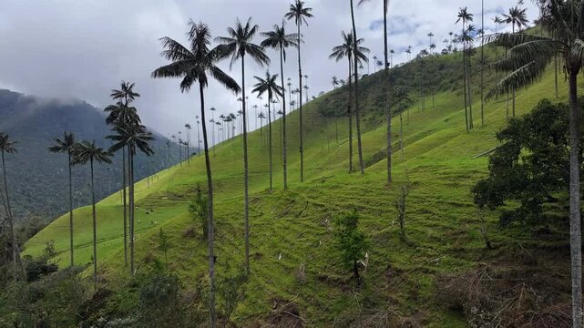 Front Pan Wax Palm Cocora Valley Cinematic Cloudy Green Landscape Salento Colombia