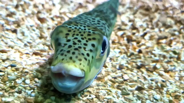 Close up of silver-cheeked toadfish laying in the sand on a aquarium