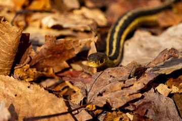 Garter Snake in Fall