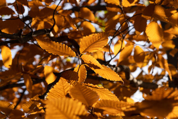 Fall Gold