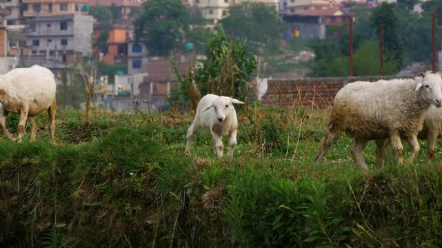 Sheeps walking and trying to find good grass to eat.