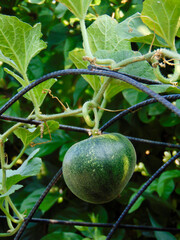 Fototapeta premium Honeydew melon growing on tree