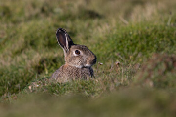 Rabbit, Orkney, Scotland