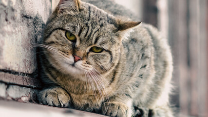 cat sits on the windowsill of an old house and watches