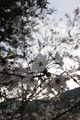 『桜』山口県岩国 サクラ #日本観光　錦帯橋　Kintai Bridge 　