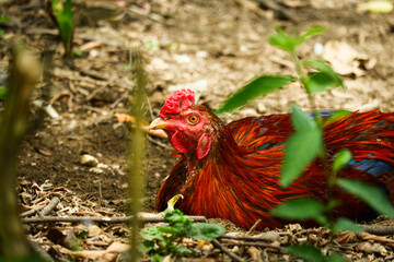 portrait of a rooster relaxing on the ground
