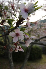 『桜』山口県岩国 サクラ #日本観光　錦帯橋　Kintai Bridge 　