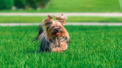 Yorkshire terrier dog running across a green mown lawn on a clear sunny day