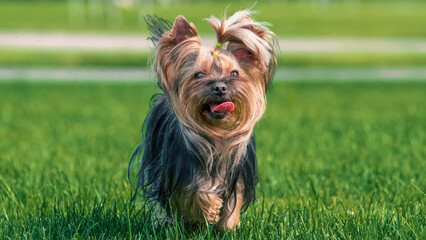 Yorkshire terrier dog running across a green mown lawn on a clear sunny day