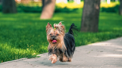 Yorkshire terrier dog running across a pavement near green mown lawn on a clear sunny day