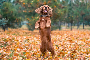 red dog of the American Cocker spaniel breed jumping in the afternoon on a walk in the park in...