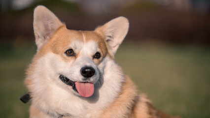 close up portrait of Welsh Corgi Pembroke dog smiling in a park in summer