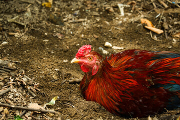 portrait of a rooster relaxing on the ground