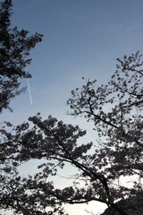 『桜』山口県岩国 サクラ #日本観光　錦帯橋　Kintai Bridge 　