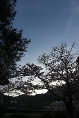 『桜』山口県岩国 サクラ #日本観光　錦帯橋　Kintai Bridge 　