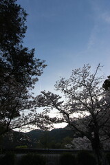 『桜』山口県岩国 サクラ #日本観光　錦帯橋　Kintai Bridge 　