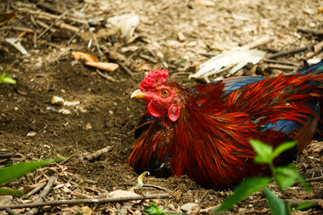portrait of a rooster relaxing on the ground