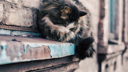 cat sits on the windowsill of an old house and watches