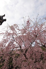 『桜』山口県岩国 サクラ #日本観光　錦帯橋　Kintai Bridge 　