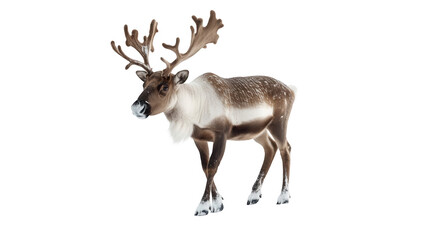Obraz premium Christmas Reindeer, Isolated on White, PNG File, Transparent Background