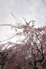 『桜』山口県岩国 サクラ #日本観光　錦帯橋　Kintai Bridge 　