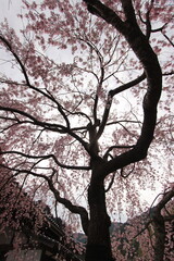 『桜』山口県岩国 サクラ #日本観光　錦帯橋　Kintai Bridge 　
