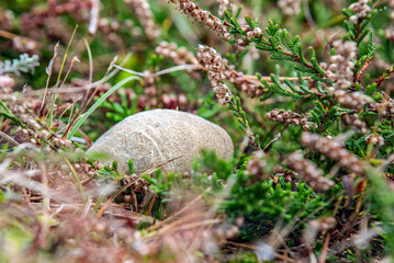 Kartoffelbovist im Nadelwald