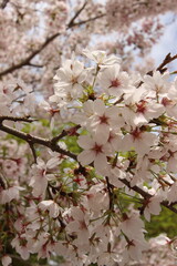 『桜』山口県岩国 サクラ #日本観光　錦帯橋　Kintai Bridge 　