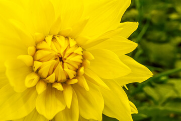 floral background of blooming yellow dahlia flower in the garden close up