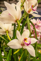 Fototapeta premium beautiful floral background of flowering Orchidaceae Cymbidium in greenhouse close up shallow depth of field
