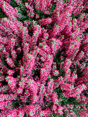 Calluna, common heather, Erica gracilis vibrant pink autumn flowers, from above, top down, full frame, vertical shot