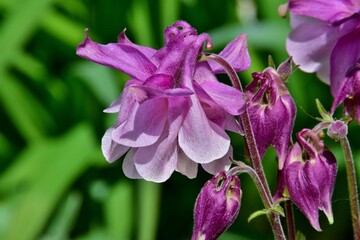 Lila Akeleibl&uuml;te in Gro&szlig;aufnahme