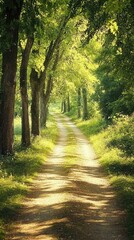Fototapeta premium A serene dirt path lined with lush green trees, inviting exploration and tranquility in nature's vibrant landscape.