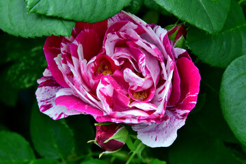 Rot-wei&szlig; gesprengelte Rose (Gro&szlig;aufnahme)