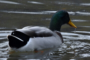 Schwimmender Stockentenerpel mit Wassertropfen am Schnabel