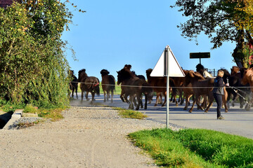 Pferde werden &uuml;ber eine Stra&szlig;e auf die Weide getrieben