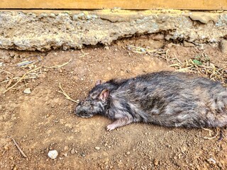 Dead rat lying on the ground