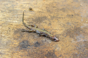 Dead house lizard lying on the sidewalk