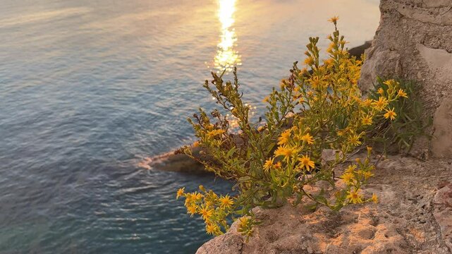 Yellow flowers on sea shore