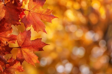 Obraz premium Fallen Leaves Season Background