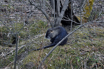 Ein einsames Nutria
