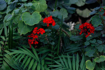 red flowers and green leaves