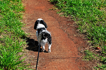 Fototapeta premium Dog breed shih tzu on a leash, Ribeirao Preto, Sao Paulo, Brazil