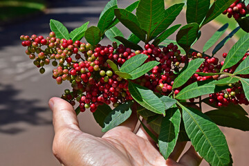 Brazilian peppertree fruits (Schinus terebinthifolius) on hand