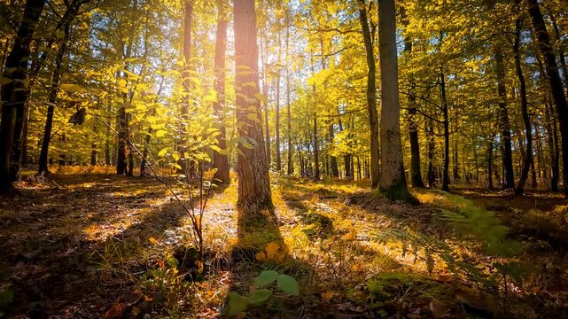 The camera smoothly moves over an autumn forest floor, showcasing the play of light between the trees. The sun shines through the leaves, creating a warm, autumnal atmosphere.