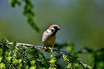 Ein Feldsperling (Spatz) auf dem Ast einer Hemlocktanne