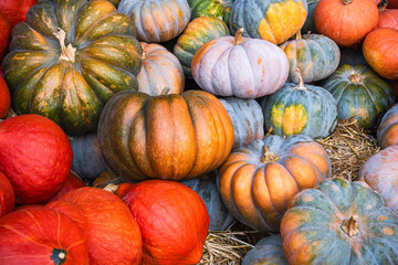 A variety of Musquee de Provence, Red Kuri, and Hokkaido pumpkins displayed on straw.